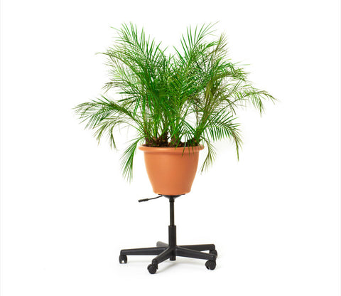 Office Planter